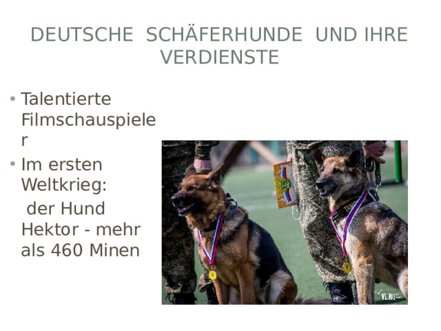 Deutsche Schäferhunde und ihre Verdienste Talentierte Filmschauspieler Im ersten Weltkrieg:  der Hund Hektor - mehr als 460 Minen 
