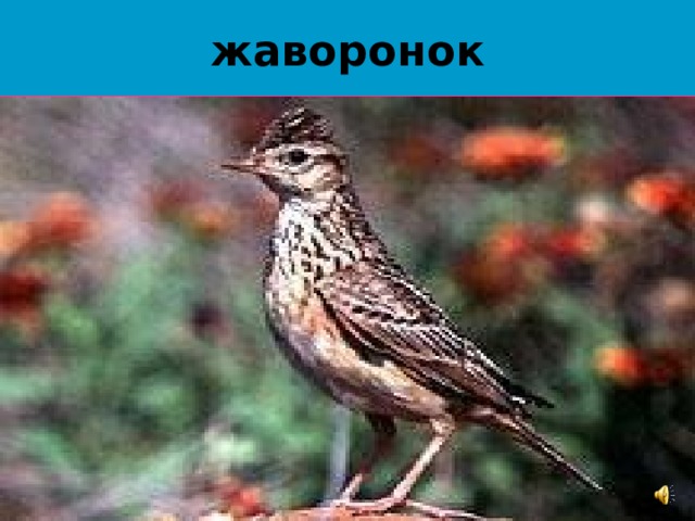 жаворонок 