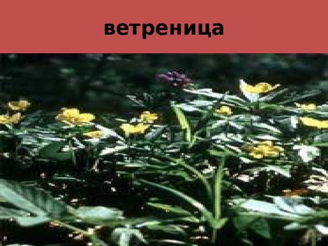 ветреница 