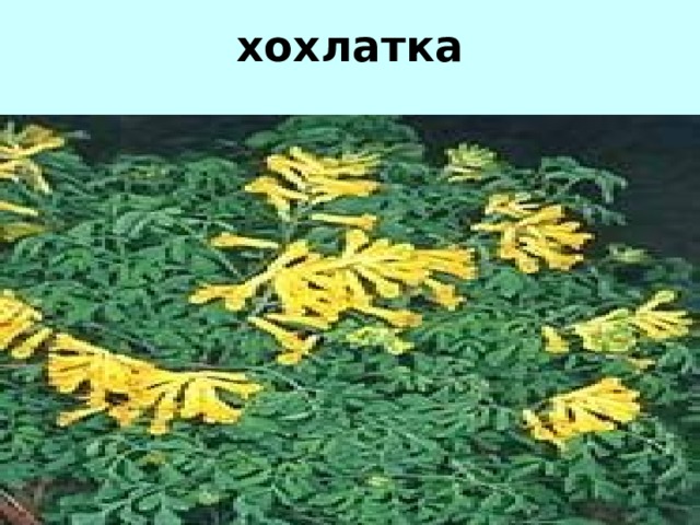хохлатка 