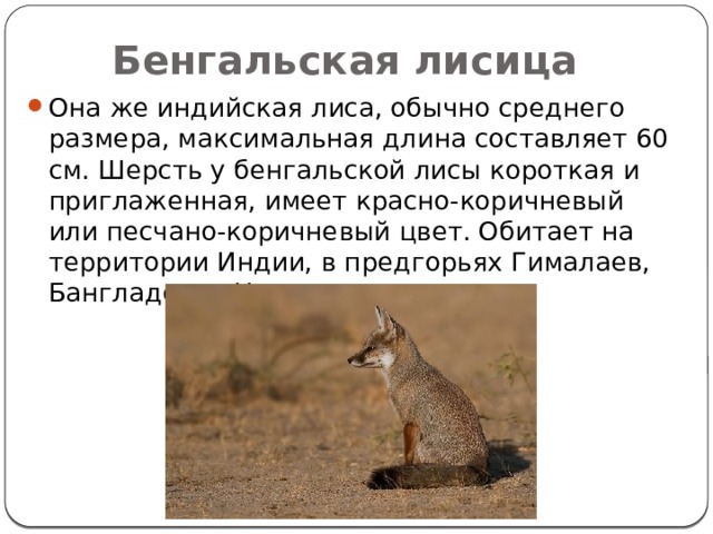 Бенгальская лисица Она же индийская лиса, обычно среднего размера, максимальная длина составляет 60 см. Шерсть у бенгальской лисы короткая и приглаженная, имеет красно-коричневый или песчано-коричневый цвет. Обитает на территории Индии, в предгорьях Гималаев, Бангладеше, Непале. 