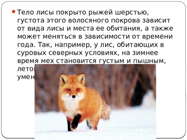 Тело лисы покрыто рыжей шерстью, густота этого волосяного покрова зависит от вида лисы и места ее обитания, а также может меняться в зависимости от времени года. Так, например, у лис, обитающих в суровых северных условиях, на зимнее время мех становится густым и пышным, летом же пышность меха лисы уменьшается. 