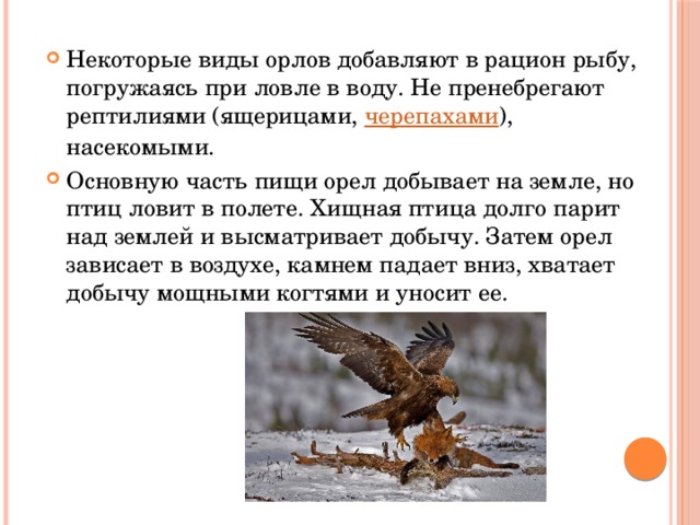 Некоторые виды орлов добавляют в рацион рыбу, погружаясь при ловле в воду. Не пренебрегают рептилиями (ящерицами,  черепахами ), насекомыми. Основную часть пищи орел добывает на земле, но птиц ловит в полете. Хищная птица долго парит над землей и высматривает добычу. Затем орел зависает в воздухе, камнем падает вниз, хватает добычу мощными когтями и уносит ее. 
