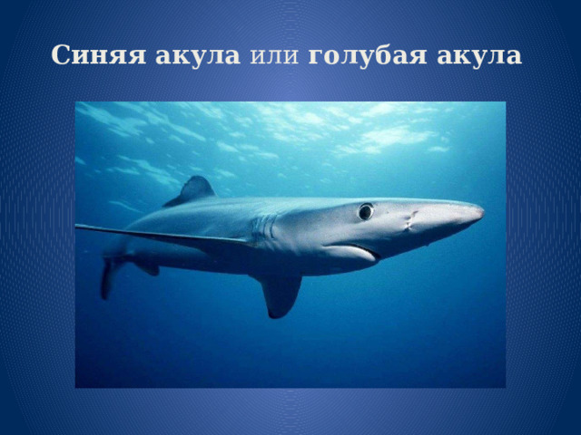 Синяя акула  или  голубая акула   