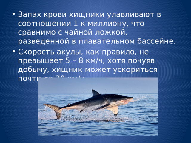 Запах крови хищники улавливают в соотношении 1 к миллиону, что сравнимо с чайной ложкой, разведенной в плавательном бассейне. Скорость акулы, как правило, не превышает 5 – 8 км/ч, хотя почуяв добычу, хищник может ускориться почти до 20 км/ч. 