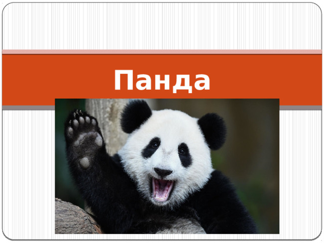 Панда 