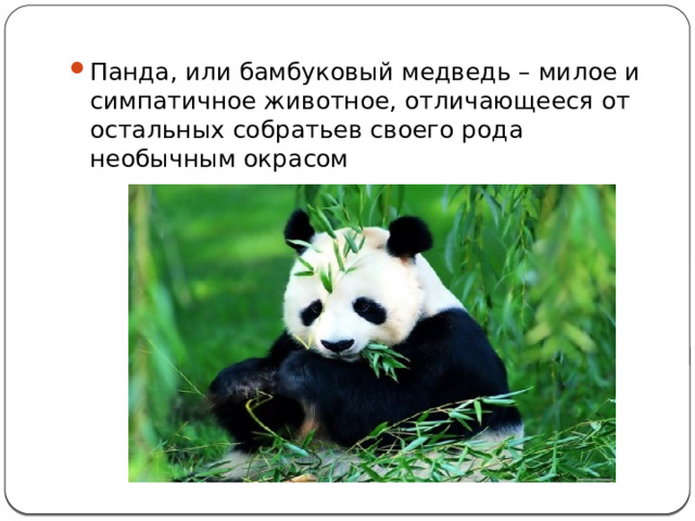 Панда, или бамбуковый медведь – милое и симпатичное животное, отличающееся от остальных собратьев своего рода необычным окрасом 