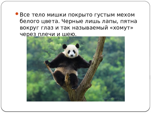 Все тело мишки покрыто густым мехом белого цвета. Черные лишь лапы, пятна вокруг глаз и так называемый «хомут» через плечи и шею. 