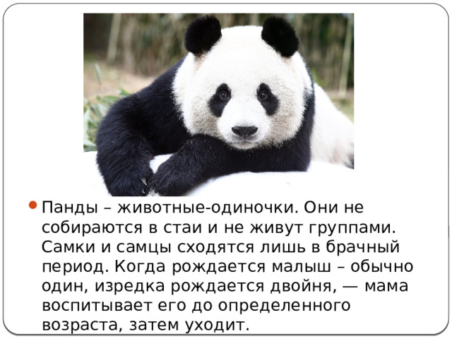 Панды – животные-одиночки. Они не собираются в стаи и не живут группами. Самки и самцы сходятся лишь в брачный период. Когда рождается малыш – обычно один, изредка рождается двойня, — мама воспитывает его до определенного возраста, затем уходит. 