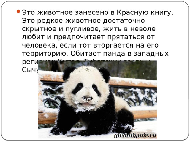 Это животное занесено в Красную книгу. Это редкое животное достаточно скрытное и пугливое, жить в неволе любит и предпочитает прятаться от человека, если тот вторгается на его территорию. Обитает панда в западных регионах Китая, Тибетских горах и Сычуане. 
