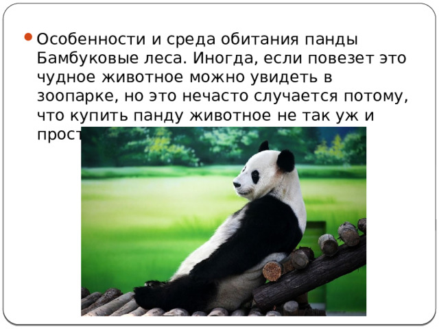 Особенности и среда обитания панды Бамбуковые леса. Иногда, если повезет это чудное животное можно увидеть в зоопарке, но это нечасто случается потому, что купить панду животное не так уж и просто. 