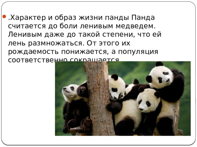 .Характер и образ жизни панды Панда считается до боли ленивым медведем. Ленивым даже до такой степени, что ей лень размножаться. От этого их рождаемость понижается, а популяция соответственно сокращается. 