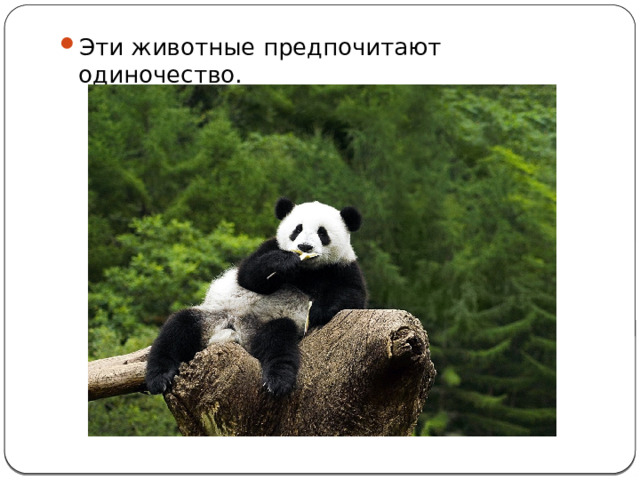 Эти животные предпочитают одиночество. 