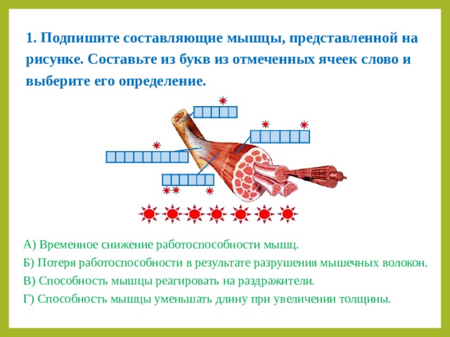 1. Подпишите составляющие мышцы, представленной на рисунке. Составьте из букв из отмеченных ячеек слово и выберите его определение. А) Временное снижение работоспособности мышц. Б) Потеря работоспособности в результате разрушения мышечных волокон. В) Способность мышцы реагировать на раздражители. Г) Способность мышцы уменьшать длину при увеличении толщины. 