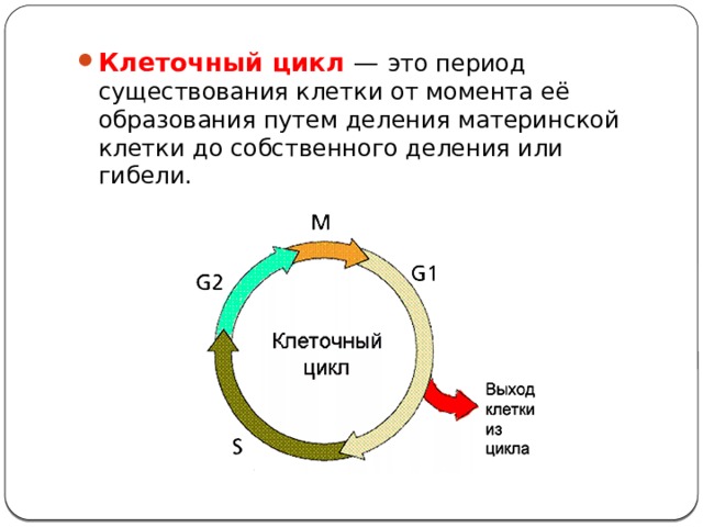 Клеточный цикл — это период существования клетки от момента её образования путем деления материнской клетки до собственного деления или гибели. 