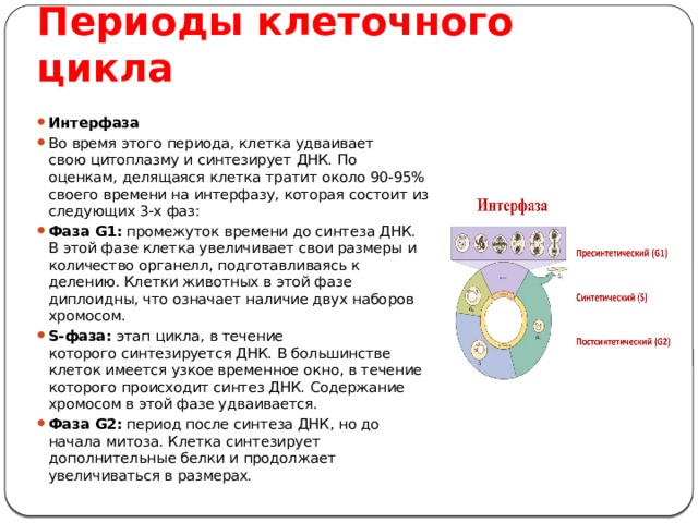 Периоды клеточного цикла Интерфаза Во время этого периода, клетка удваивает свою цитоплазму и синтезирует ДНК. По оценкам, делящаяся клетка тратит около 90-95% своего времени на интерфазу, которая состоит из следующих 3-х фаз: Фаза G1:  промежуток времени до синтеза ДНК. В этой фазе клетка увеличивает свои размеры и количество органелл, подготавливаясь к делению. Клетки животных в этой фазе диплоидны, что означает наличие двух наборов хромосом. S-фаза:  этап цикла, в течение которого синтезируется ДНК. В большинстве клеток имеется узкое временное окно, в течение которого происходит синтез ДНК. Содержание хромосом в этой фазе удваивается. Фаза G2:  период после синтеза ДНК, но до начала митоза. Клетка синтезирует дополнительные белки и продолжает увеличиваться в размерах. 