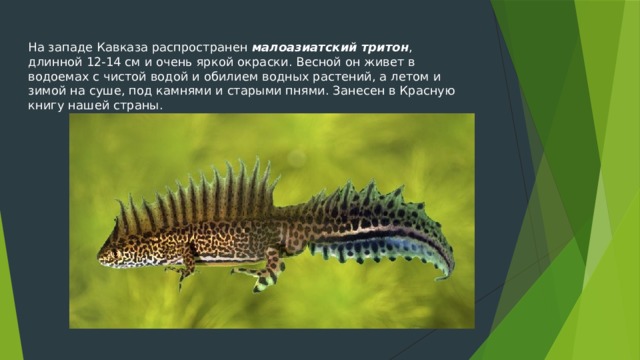 На западе Кавказа распространен малоазиатский тритон , длинной 12-14 см и очень яркой окраски. Весной он живет в водоемах с чистой водой и обилием водных растений, а летом и зимой на суше, под камнями и старыми пнями. Занесен в Красную книгу нашей страны. 