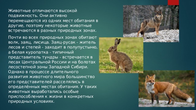 Животные отличаются высокой подвижность. Они активно перемещаются из одних мест обитания в другие, поэтому некоторые животные встречаются в разных природных зонах. Почти во всех природных зонах обитают волк, заяц, лисица. Заяц-русак - житель лесов и степей - заходит в полупустыню, а белая куропатка - типичный представитель тундры - встречается в лесах Центральной России и на болотах лесостепной зоны Западной Сибири. Однако в процессе длительного развития животного мира большинство его представителей расселялись в определённых местах обитания. У таких животных выработались особые приспособления к жизни в конкретных природных условиях. 