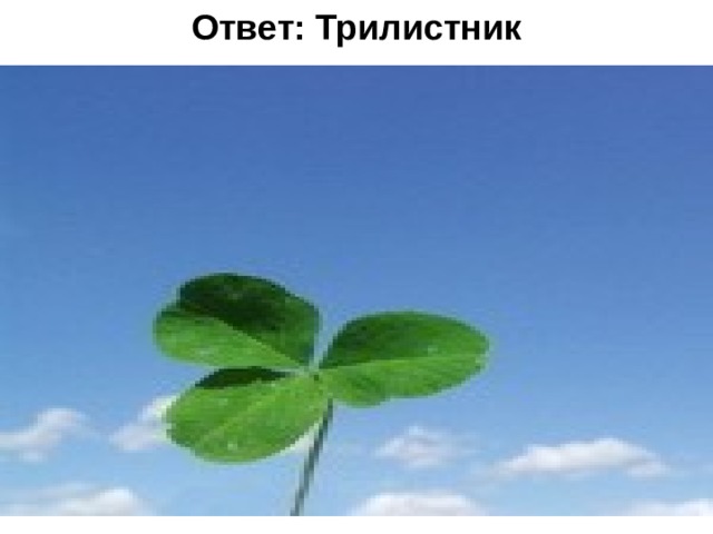 Ответ: Трилистник 