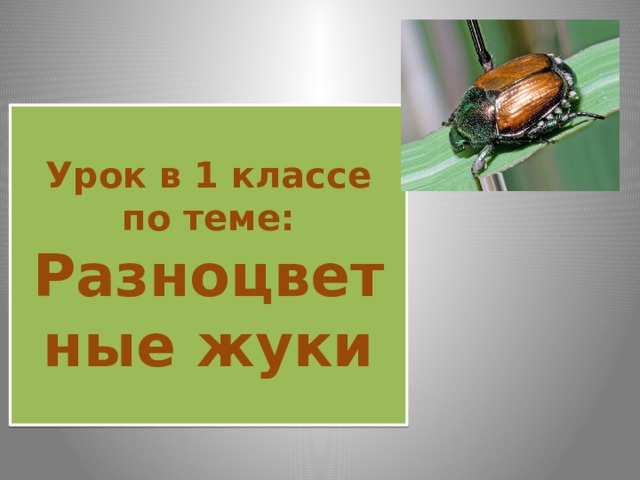Урок в 1 классе по теме: Разноцветные жуки 
