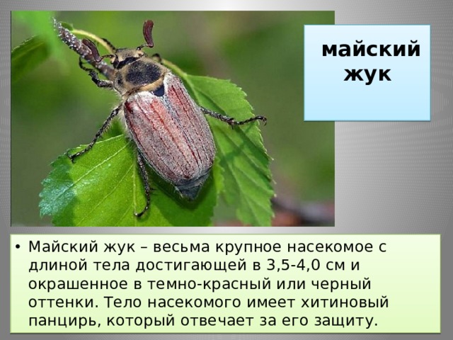  майский жук   Майский жук – весьма крупное насекомое с длиной тела достигающей в 3,5-4,0 см и окрашенное в темно-красный или черный оттенки. Тело насекомого имеет хитиновый панцирь, который отвечает за его защиту. 