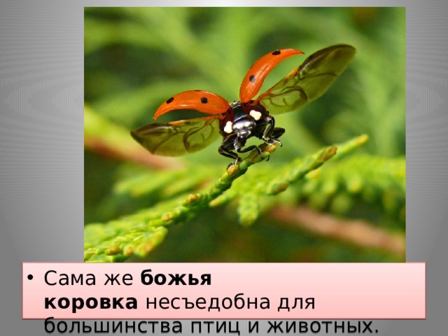 Сама же  божья коровка  несъедобна для большинства птиц и животных.  