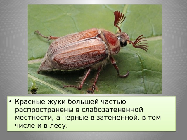 Красные жуки большей частью распространены в слабозатененной местности, а черные в затененной, в том числе и в лесу. 