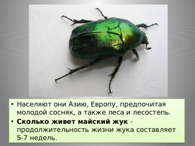 Населяют они Азию, Европу, предпочитая молодой сосняк, а также леса и лесостепь. Сколько живет майский жук  - продолжительность жизни жука составляет 5-7 недель. 