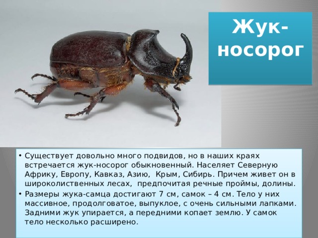 Жук-носорог   Существует довольно много подвидов, но в наших краях встречается жук-носорог обыкновенный. Населяет Северную Африку, Европу, Кавказ, Азию, Крым, Сибирь. Причем живет он в широколиственных лесах, предпочитая речные проймы, долины. Размеры жука-самца достигают 7 см, самок – 4 см. Тело у них массивное, продолговатое, выпуклое, с очень сильными лапками. Задними жук упирается, а передними копает землю. У самок тело несколько расширено. 