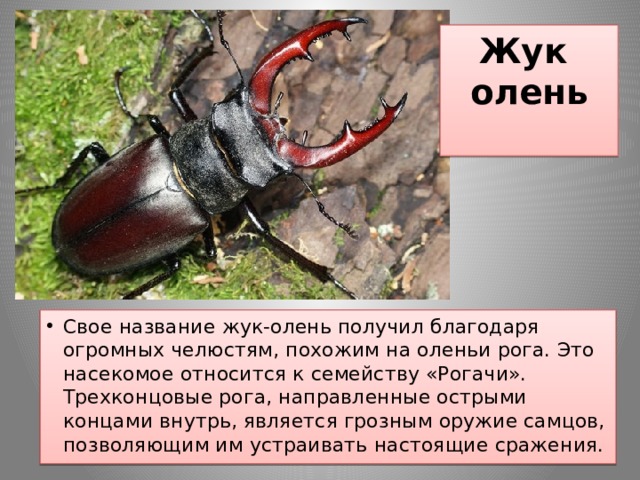 Жук  олень   Свое название жук-олень получил благодаря огромных челюстям, похожим на оленьи рога. Это насекомое относится к семейству «Рогачи». Трехконцовые рога, направленные острыми концами внутрь, является грозным оружие самцов, позволяющим им устраивать настоящие сражения. 