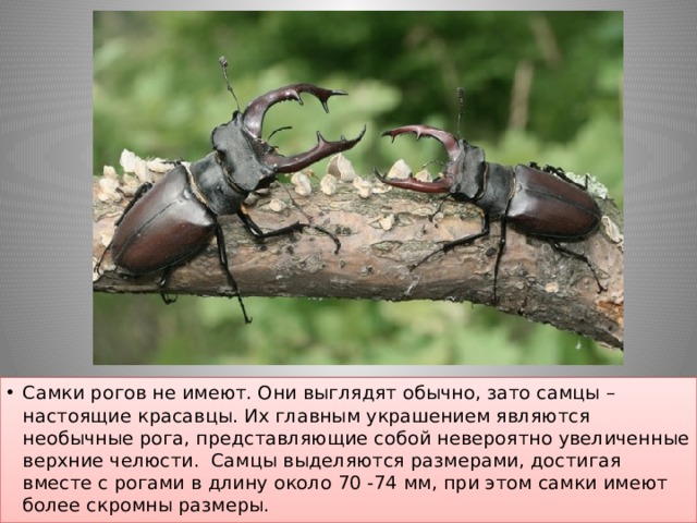 Самки рогов не имеют. Они выглядят обычно, зато самцы – настоящие красавцы. Их главным украшением являются необычные рога, представляющие собой невероятно увеличенные верхние челюсти.  Самцы выделяются размерами, достигая вместе с рогами в длину около 70 -74 мм, при этом самки имеют более скромны размеры. 