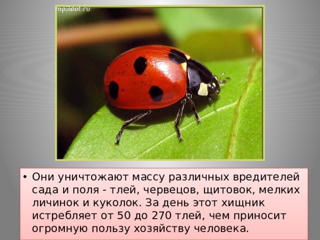 Они уничтожают массу различных вредителей сада и поля - тлей, червецов, щитовок, мелких личинок и куколок. За день этот хищник истребляет от 50 до 270 тлей, чем приносит огромную пользу хозяйству человека.   