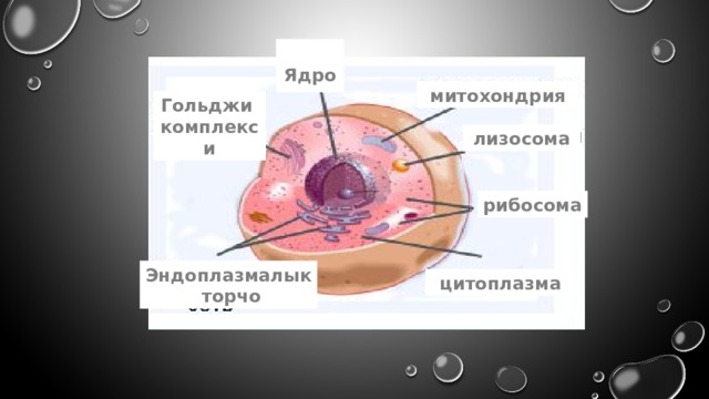 Ядро  митохондрия Гольджи  комплекси лизосома рибосома Эндоплазмалык  торчо цитоплазма 