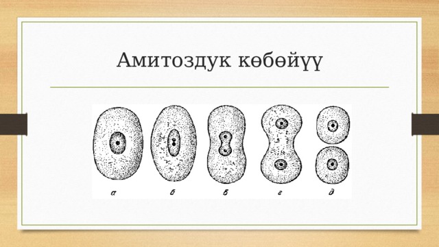 Амитоздук көбөйүү 
