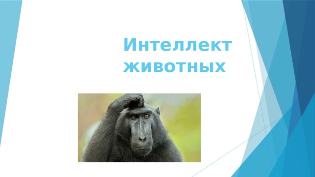 Интеллект животных 