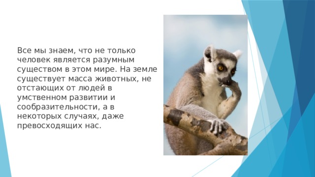 Все мы знаем, что не только человек является разумным существом в этом мире. На земле существует масса животных, не отстающих от людей в умственном развитии и сообразительности, а в некоторых случаях, даже превосходящих нас. 