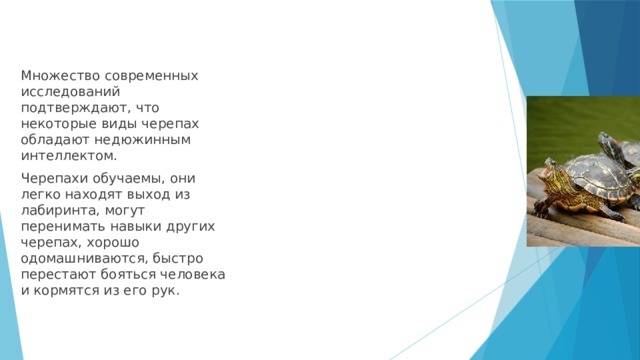 Множество современных исследований подтверждают, что некоторые виды черепах обладают недюжинным интеллектом. Черепахи обучаемы, они легко находят выход из лабиринта, могут перенимать навыки других черепах, хорошо одомашниваются, быстро перестают бояться человека и кормятся из его рук. 