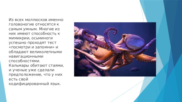 Из всех моллюсков именно головоногие относятся к самым умным. Многие из них имеют способность к мимикрии, осьминоги успешно проходят тест «посмотри и запомни» и обладают великолепными навигационными способностями.  Кальмары обитают стаями, и ученые уже сделали предположение, что у них есть свой кодифицированный язык. 