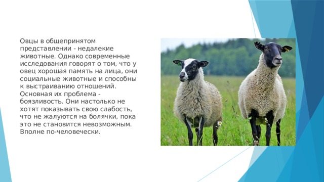 Овцы в общепринятом представлении - недалекие животные. Однако современные исследования говорят о том, что у овец хорошая память на лица, они социальные животные и способны к выстраиванию отношений. Основная их проблема - боязливость. Они настолько не хотят показывать свою слабость, что не жалуются на болячки, пока это не становится невозможным. Вполне по-человечески. 