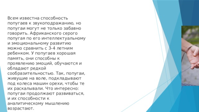 Всем известна способность попугаев к звукоподражанию, но попугаи могут не только забавно говорить. Африканского серого попугая по его интеллектуальному и эмоциональному развитию можно сравнить с 3-4 летним ребенком. У попугаев хорошая память, они способны к проявлению эмоций, обучаются и обладают редкой сообразительностью. Так, попугаи, живущие на воле, подкладывают под колеса машин орехи, чтобы те их раскалывали. Что интересно: попугаи продолжают развиваться, и их способности к аналитическому мышлению возрастают. 