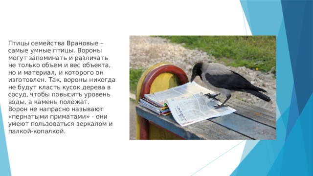 Птицы семейства Врановые – самые умные птицы. Вороны могут запоминать и различать не только объем и вес объекта, но и материал, и которого он изготовлен. Так, вороны никогда не будут класть кусок дерева в сосуд, чтобы повысить уровень воды, а камень положат.  Ворон не напрасно называют «пернатыми приматами» - они умеют пользоваться зеркалом и палкой-копалкой. 