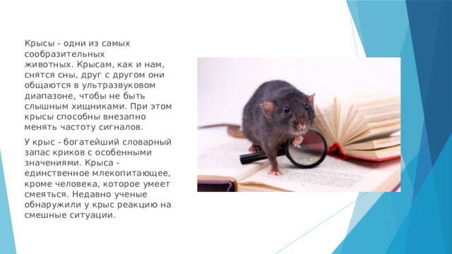 Крысы - одни из самых сообразительных животных. Крысам, как и нам, снятся сны, друг с другом они общаются в ультразвуковом диапазоне, чтобы не быть слышным хищниками. При этом крысы способны внезапно менять частоту сигналов. У крыс - богатейший словарный запас криков с особенными значениями. Крыса - единственное млекопитающее, кроме человека, которое умеет смеяться. Недавно ученые обнаружили у крыс реакцию на смешные ситуации. 
