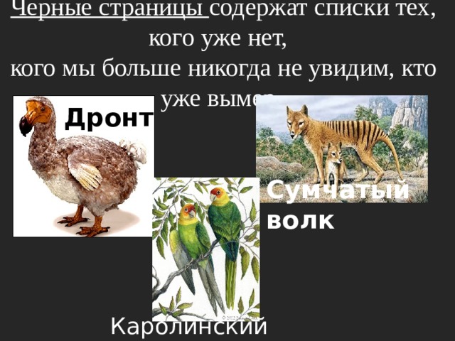 Черные страницы содержат списки тех, кого уже нет, кого мы больше никогда не увидим, кто уже вымер. Дронт Сумчатый волк Каролинский попугай 
