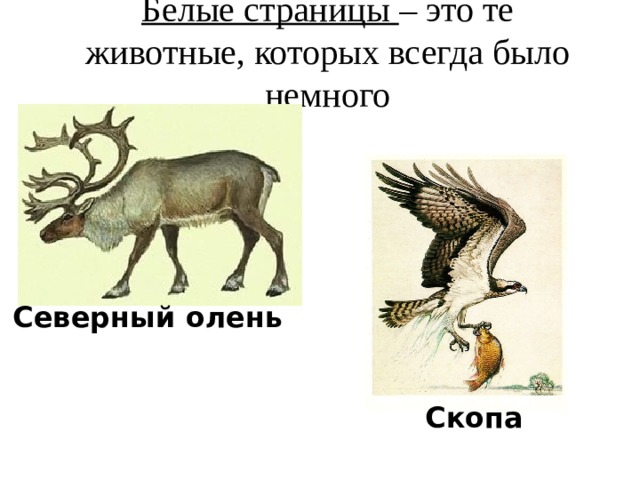 Белые страницы – это те животные, которых всегда было немного Северный олень Скопа 