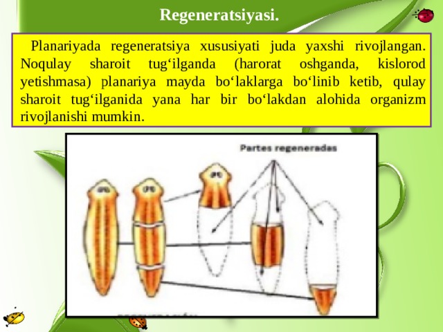 Regeneratsiyasi. Planariyada regeneratsiya xususiyati juda yaxshi rivojlangan. Noqulay sharoit tug‘ilganda (harorat oshganda, kislorod yetishmasa) planariya mayda bo‘laklarga bo‘linib ketib, qulay sharoit tug‘ilganida yana har bir bo‘lakdan alohida organizm rivojlanishi mumkin. 