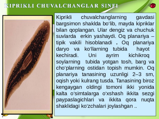 Kiprikli chuvalchanglarning gavdasi bargsimon shaklda bo‘lib, mayda kipriklar bilan qoplangan. Ular dengiz va chuchuk suvlarda erkin yashaydi. Oq planariya – tipik vakili hisoblanadi . Oq planariya daryo va ko‘llarning tubida hayot kechiradi. Uni ayrim kichikroq soylarning tubida yotgan tosh, barg va cho‘plarning ostidan topish mumkin. Oq planariya tanasining uzunligi 2–3 sm, oqish yoki kulrang tusda. Tanasining biroz kengaygan oldingi tomoni ikki yonida kalta o‘simtalarga o‘xshash ikkita sezgi paypaslagichlari va ikkita qora nuqta shaklidagi ko‘zchalari joylashgan .. 