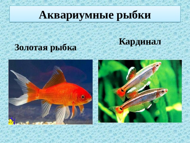 Аквариумные рыбки  Кардинал Золотая рыбка  