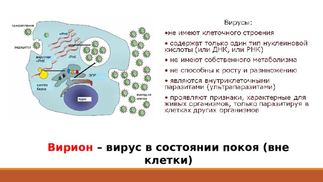 Вирион – вирус в состоянии покоя (вне клетки) 