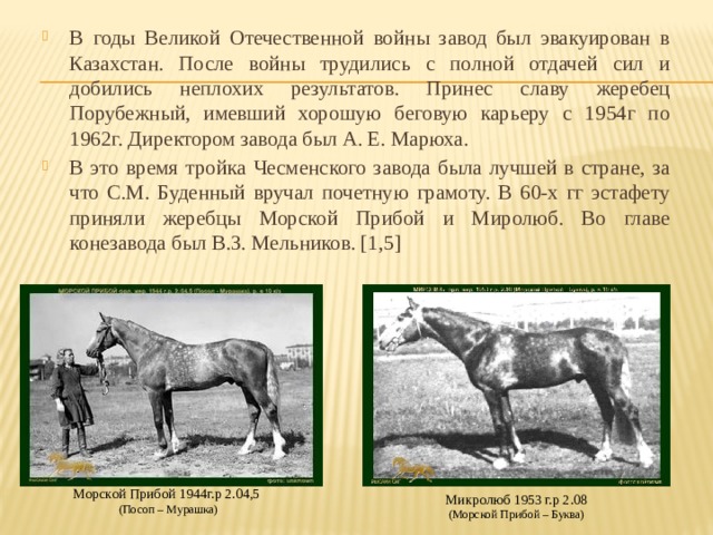 В годы Великой Отечественной войны завод был эвакуирован в Казахстан. После войны трудились с полной отдачей сил и добились неплохих результатов. Принес славу жеребец Порубежный, имевший хорошую беговую карьеру с 1954г по 1962г. Директором завода был А. Е. Марюха. В это время тройка Чесменского завода была лучшей в стране, за что С.М. Буденный вручал почетную грамоту. В 60-х гг эстафету приняли жеребцы Морской Прибой и Миролюб. Во главе конезавода был В.З. Мельников. [1,5] Морской Прибой 1944г.р 2.04,5 (Посоп – Мурашка) Микролюб 1953 г.р 2.08 (Морской Прибой – Буква) 