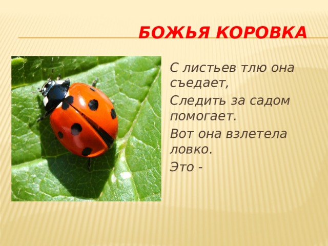  Божья коровка С листьев тлю она съедает, Следить за садом помогает. Вот она взлетела ловко. Это - 